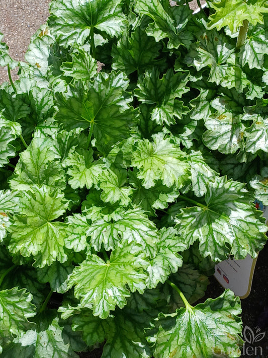 HEUCHERA Paris / 2 Litre-Easy Garden Centre