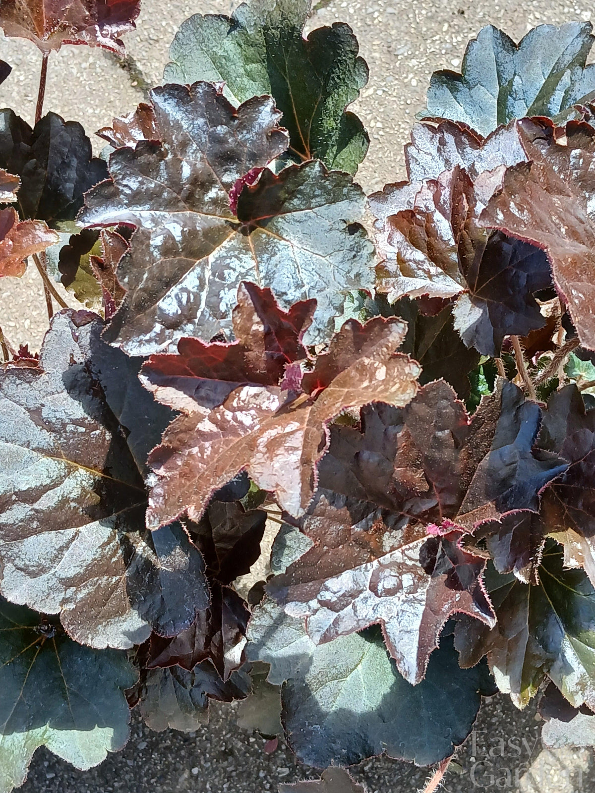 HEUCHERA micran. Palace Purple / 1 Litre-Easy Garden Centre