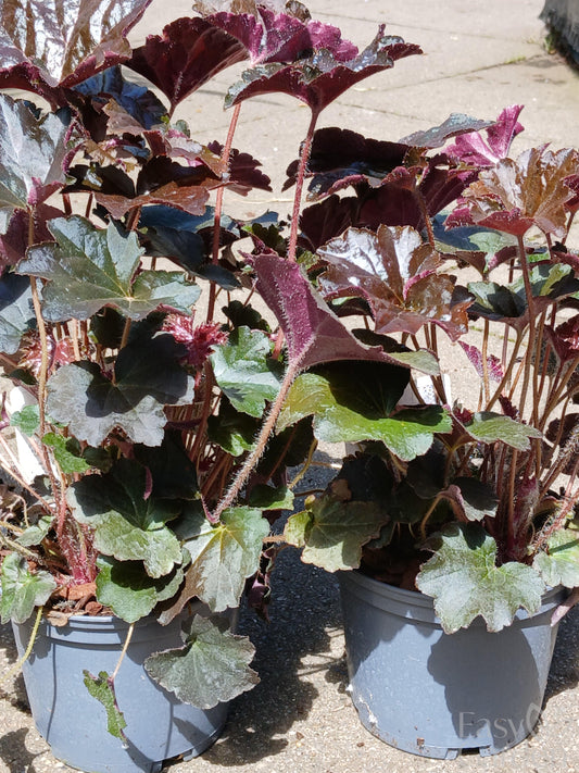 HEUCHERA micran. Palace Purple / 1 Litre-Easy Garden Centre