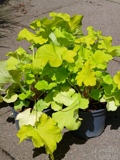 HEUCHERA villosa Carnival Lime / 1 Litre-Easy Garden Centre