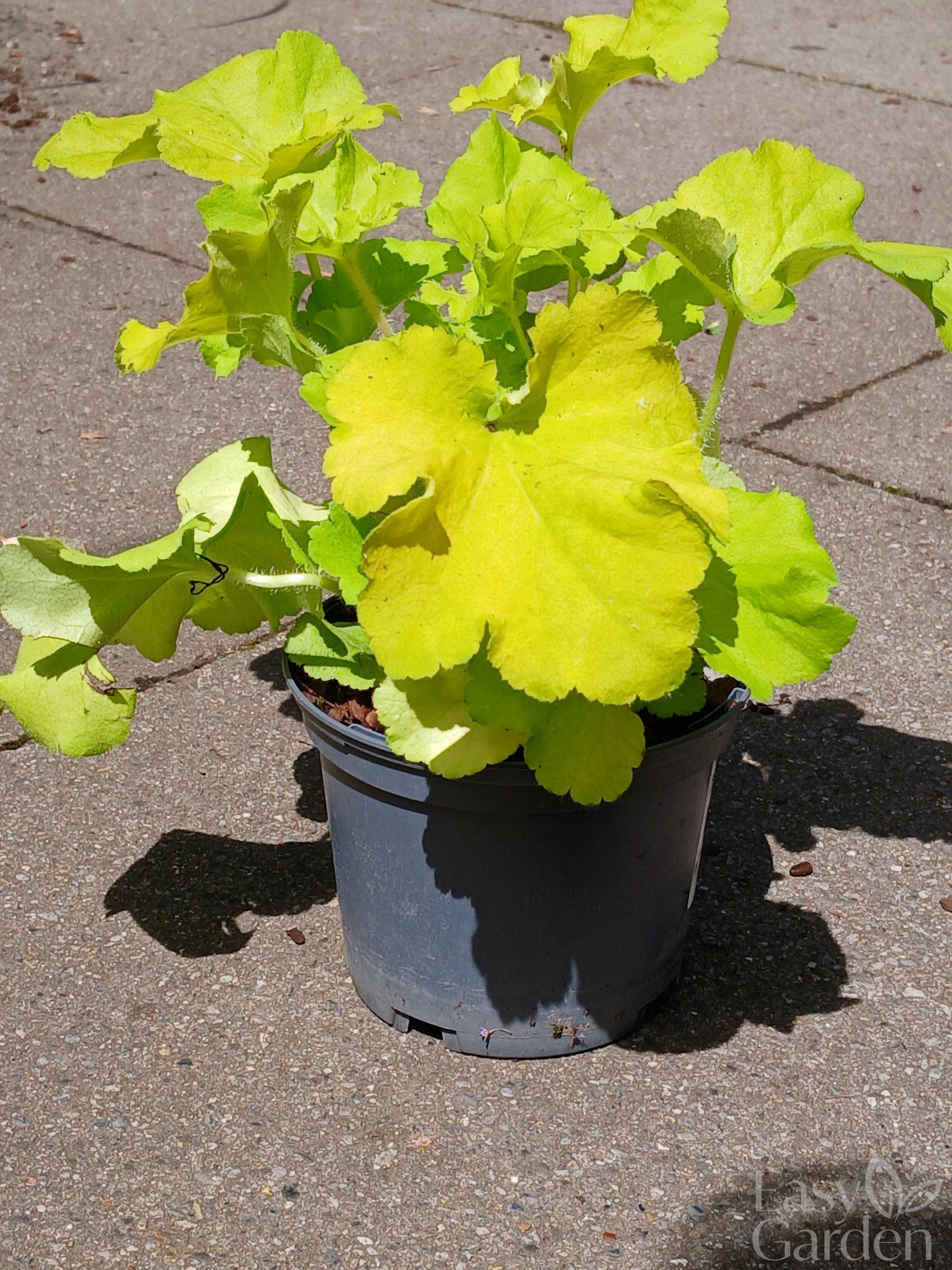 HEUCHERA villosa Carnival Lime / 1 Litre-Easy Garden Centre