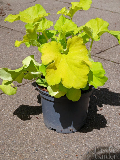 HEUCHERA villosa Carnival Lime / 1 Litre-Easy Garden Centre