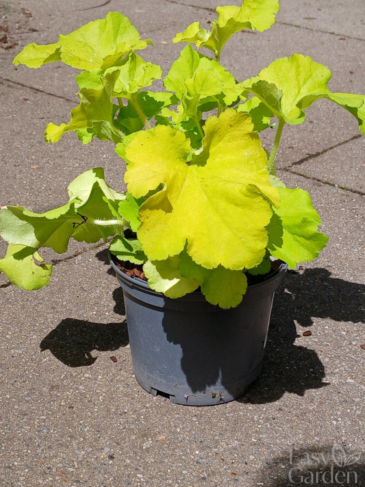 HEUCHERA villosa Carnival Lime / 1 Litre-Easy Garden Centre