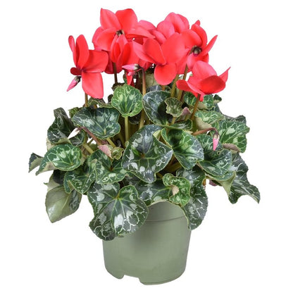 Cyclamen 'Halios' red / P17