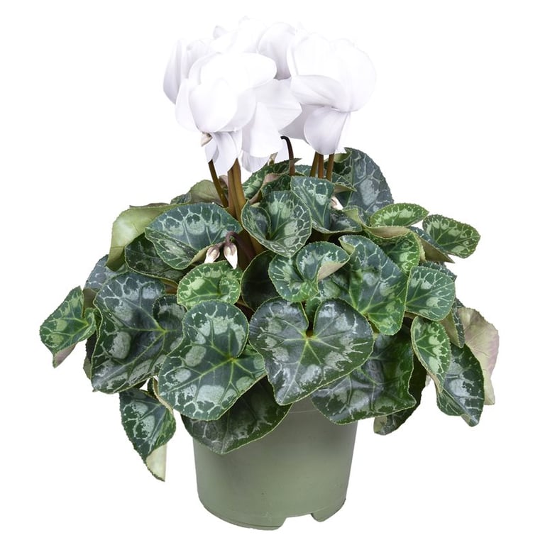 Cyclamen 'Halios' white / P17