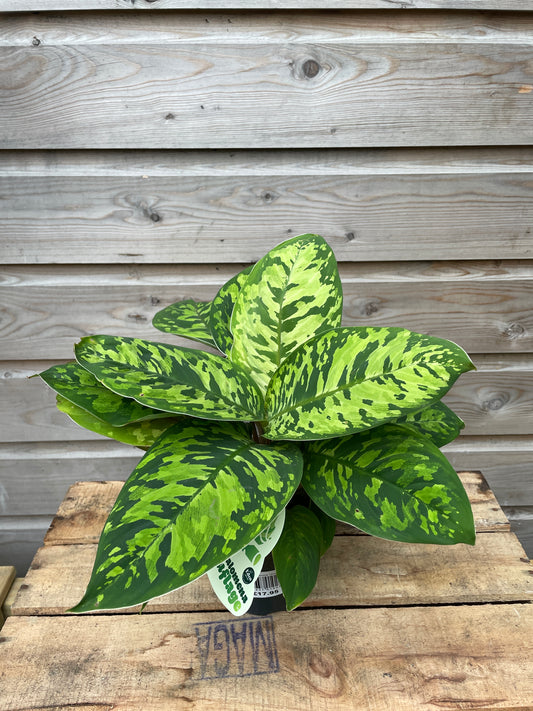 Hamalomena camouflage