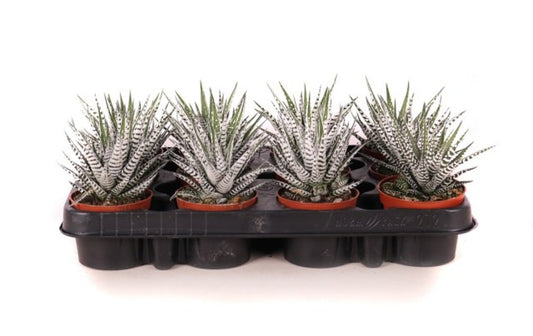 Haworthia fasciata 'Alba' / 10,5 cm ceramic