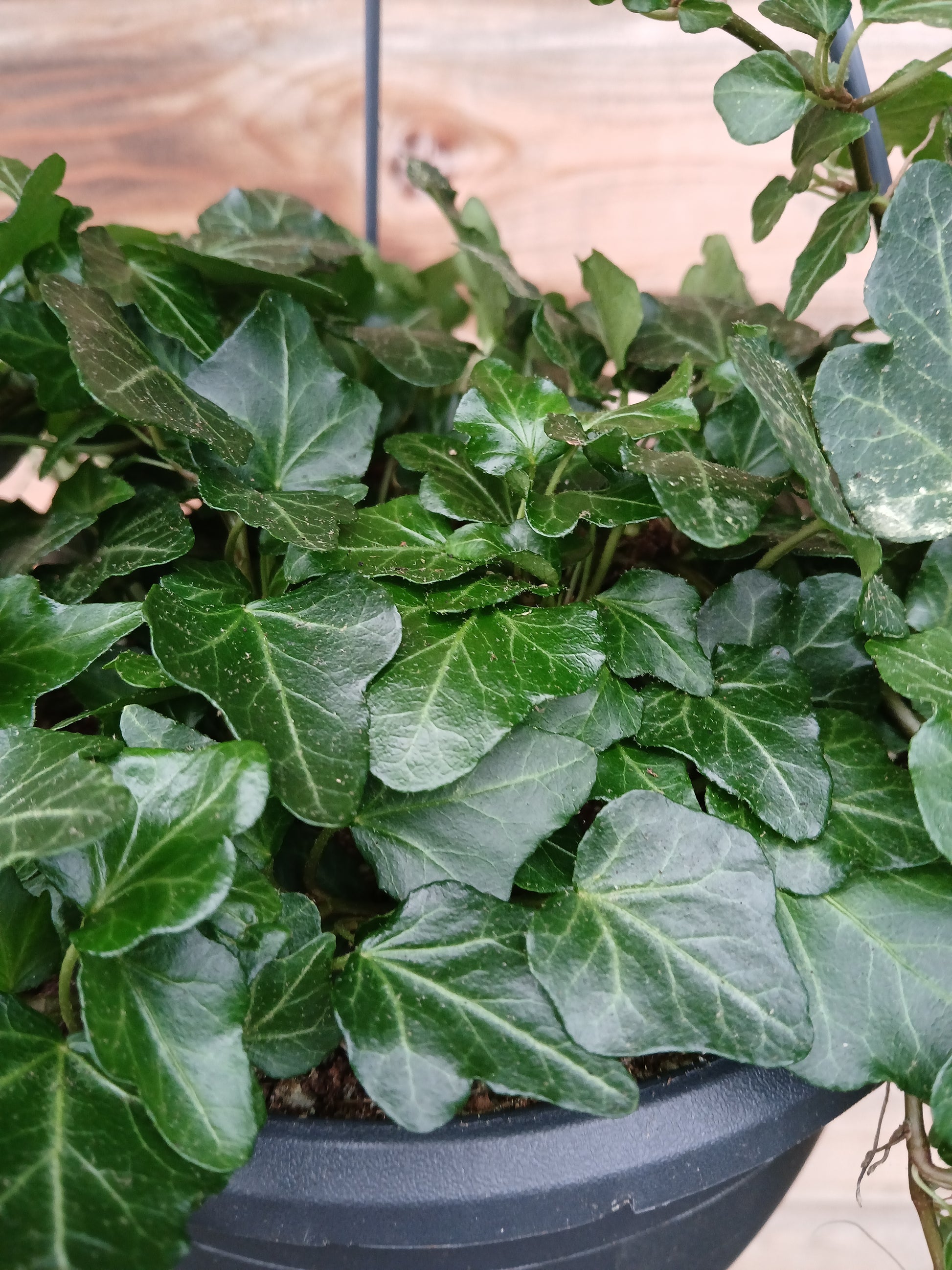 Hedera mix / P19, hanging pot-Easy Garden Centre