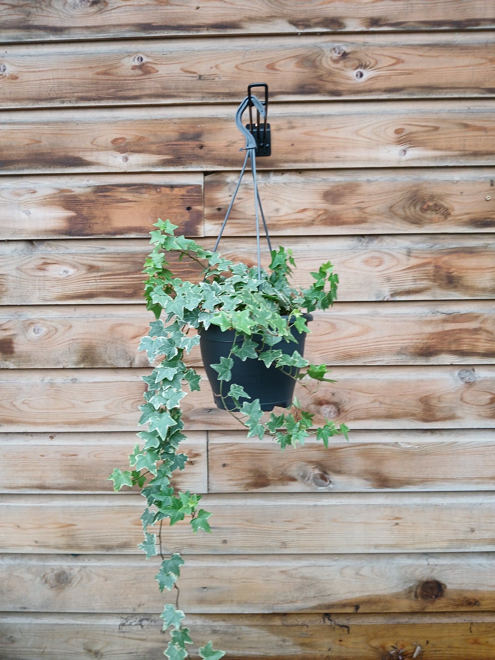 Hedera mix / P19, hanging pot-Easy Garden Centre