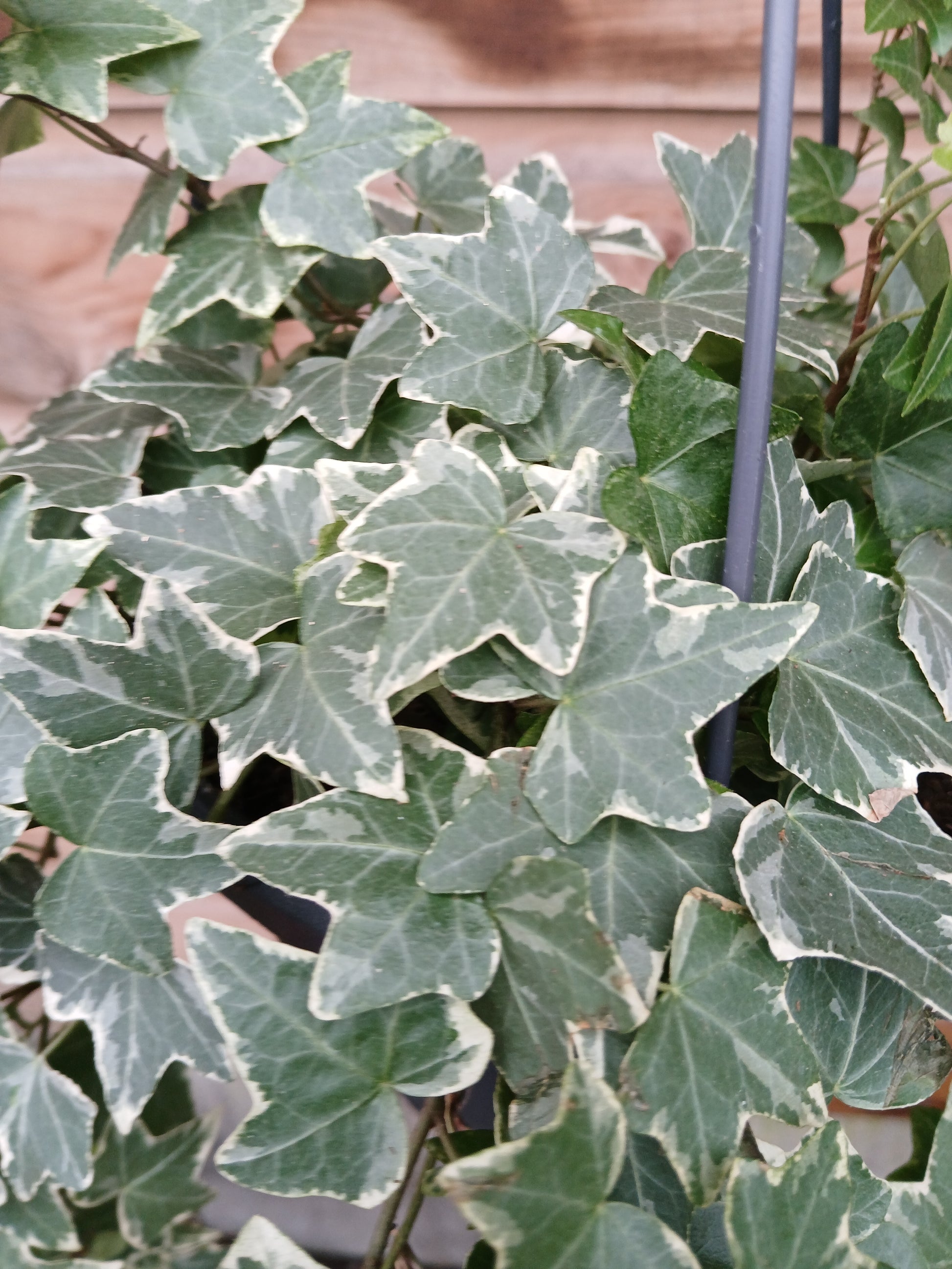 Hedera mix / P19, hanging pot-Easy Garden Centre