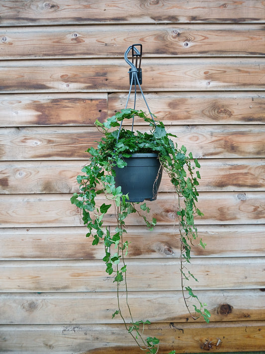 Hedera mix / P19, hanging pot-Easy Garden Centre