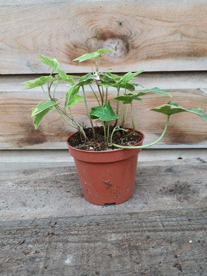 Hedera mix / P8.5-Easy Garden Centre