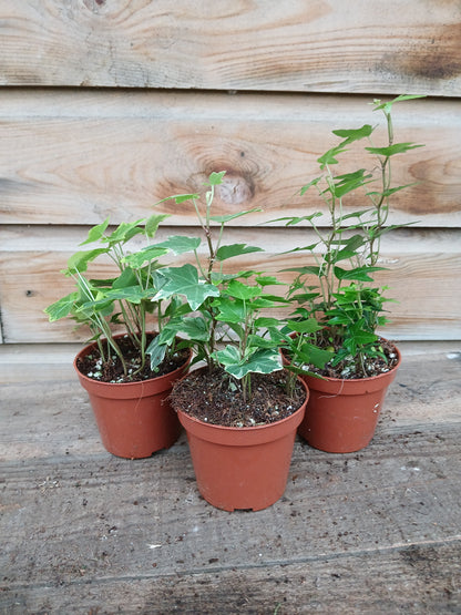 Hedera mix / P8.5-Easy Garden Centre