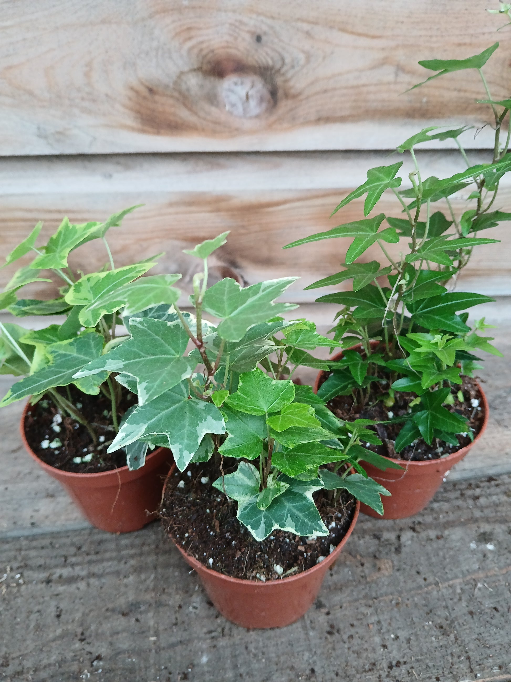 Hedera mix / P8.5-Easy Garden Centre