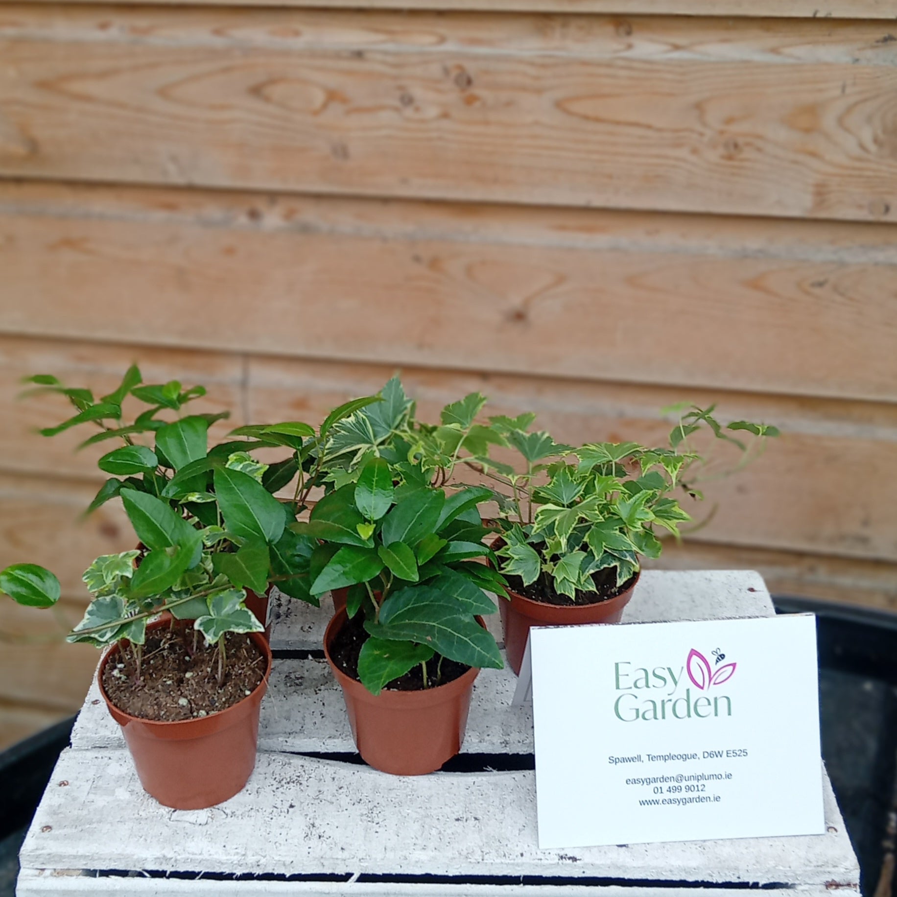 Hedera mix / P8.5-Easy Garden Centre