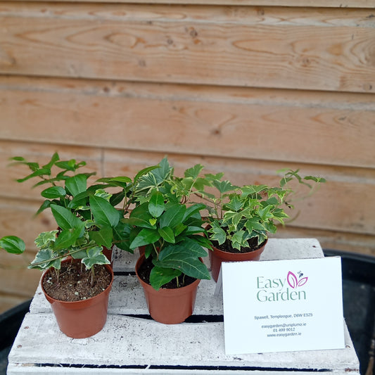 Hedera mix / P8.5-Easy Garden Centre