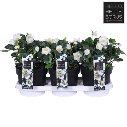 Helleborus niger christmas carol / 3ltr