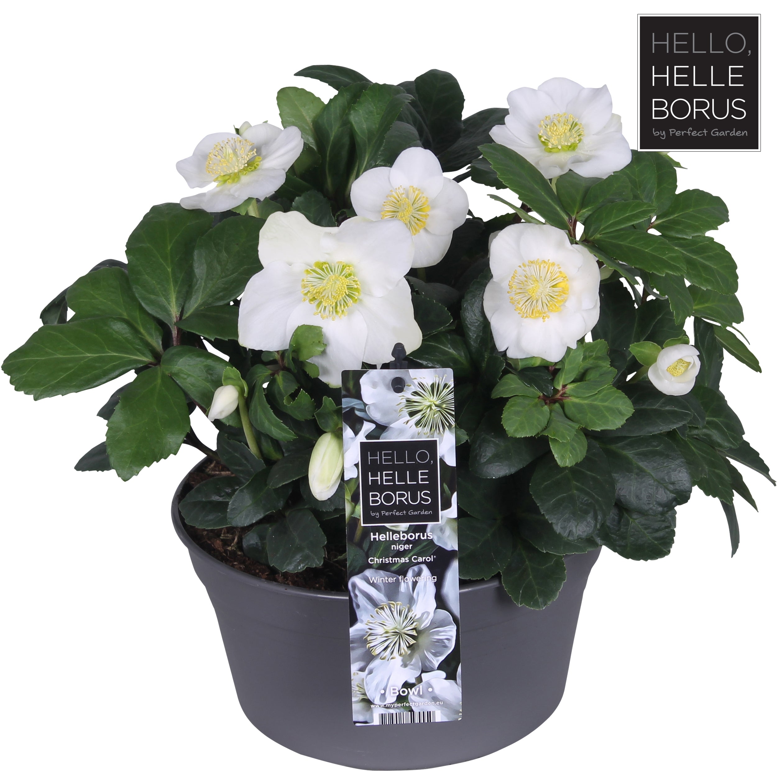 Helleborus niger 'Christmas Carol Early XL (Bowl) – Easy Garden Centre