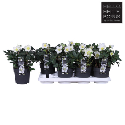 Helleborus niger 'Christmas Carol Early' XL / P14