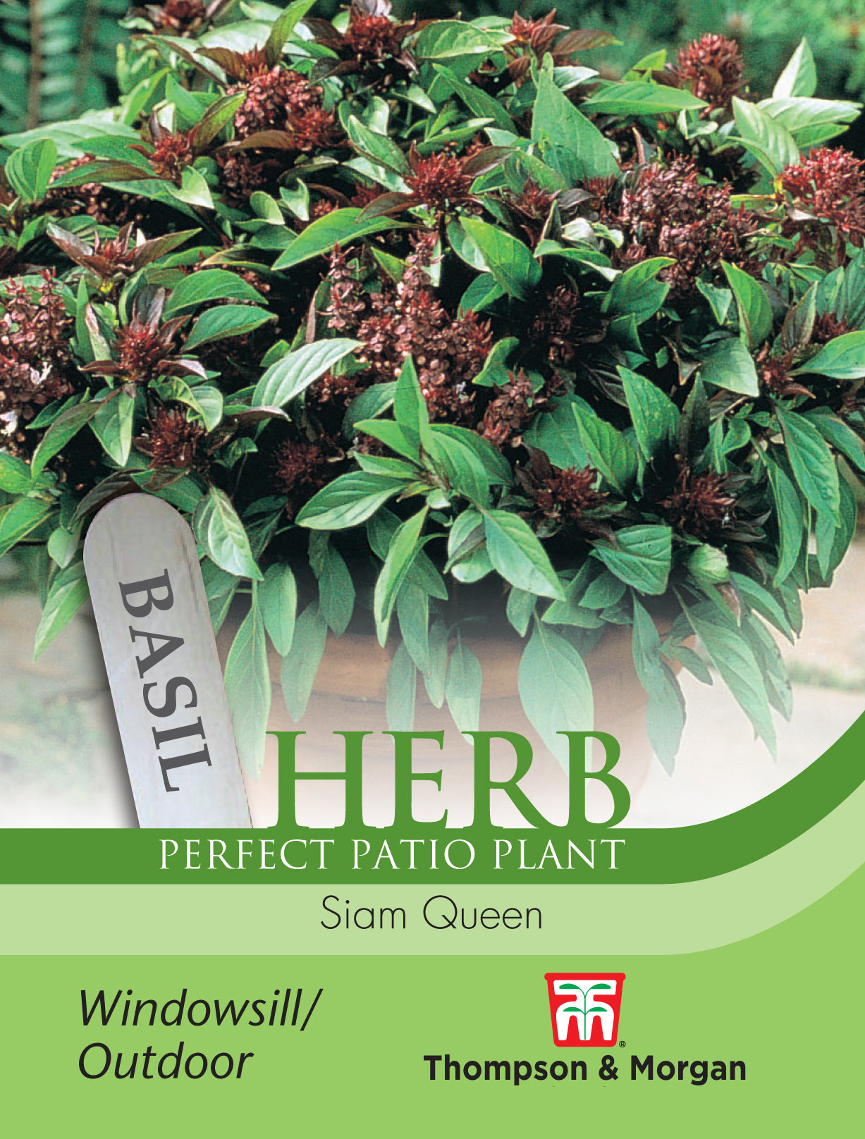 Herb Basil Siam Queen