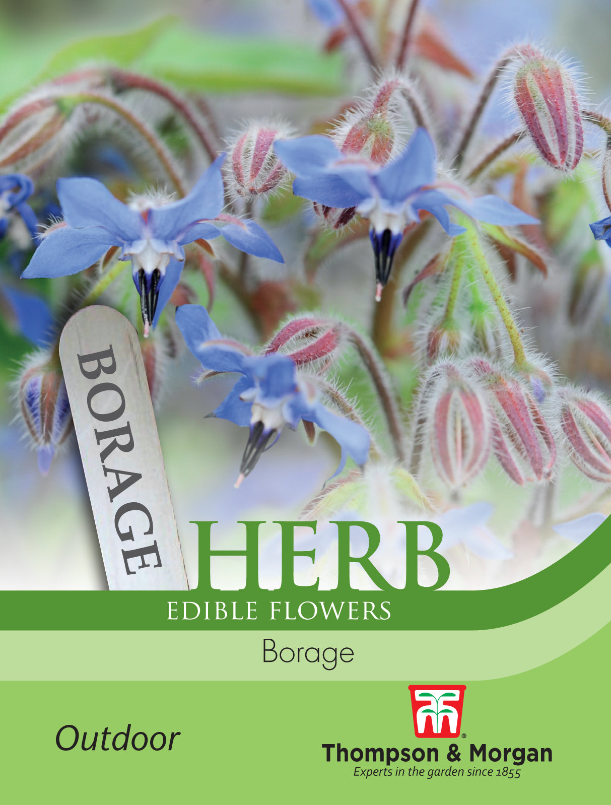 Herb Borage