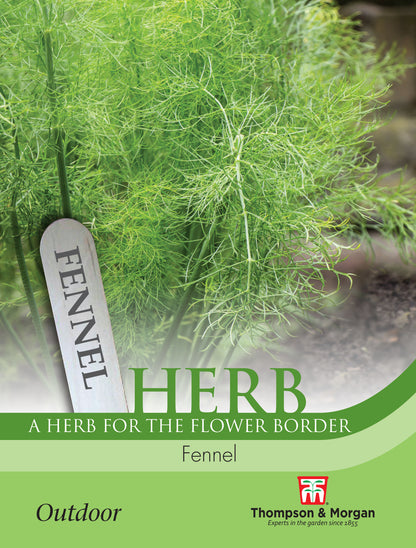 Herb Fennel