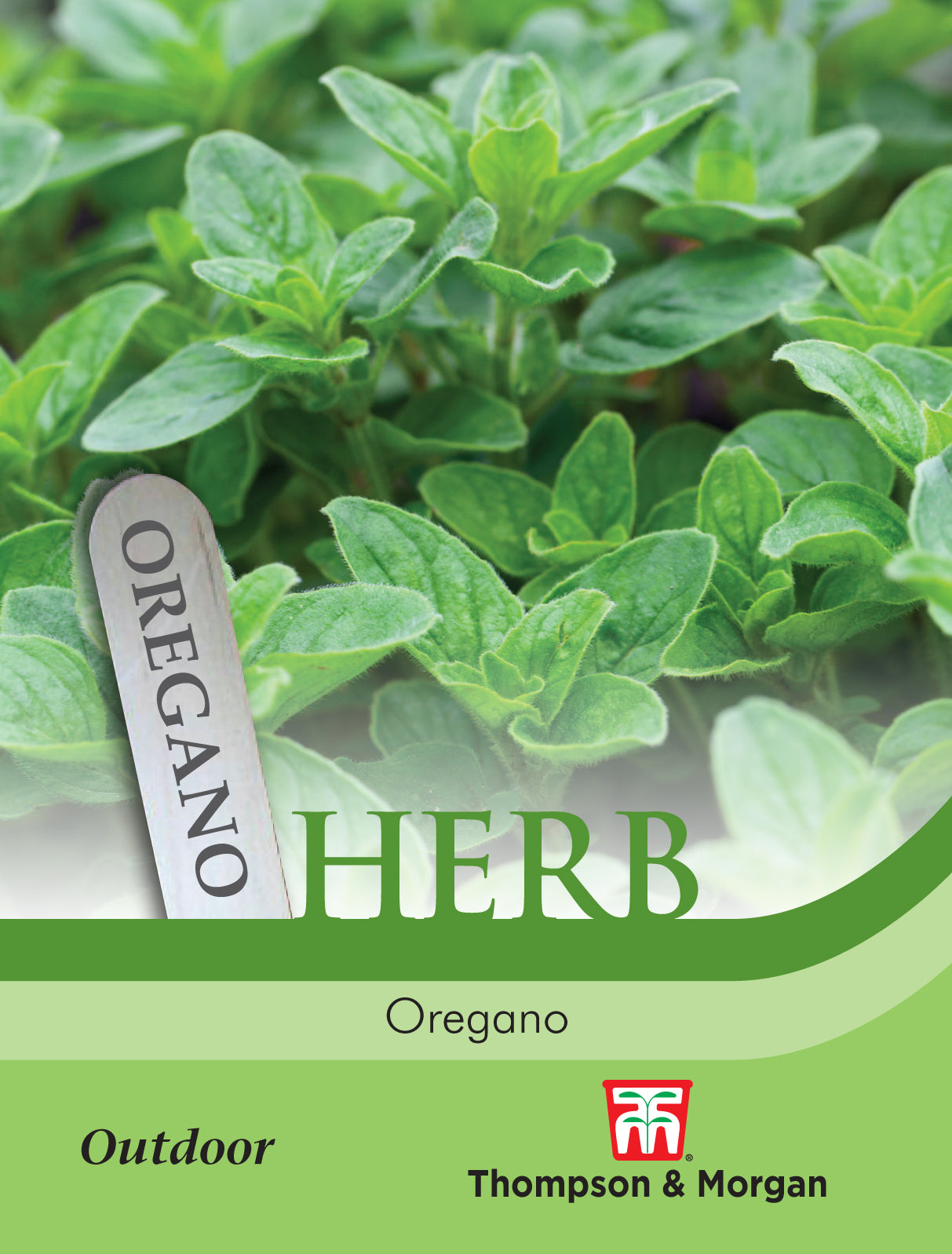 Herb Oregano