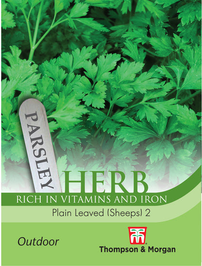 Herb Parsley Plain Leaved (Sheeps) 2
