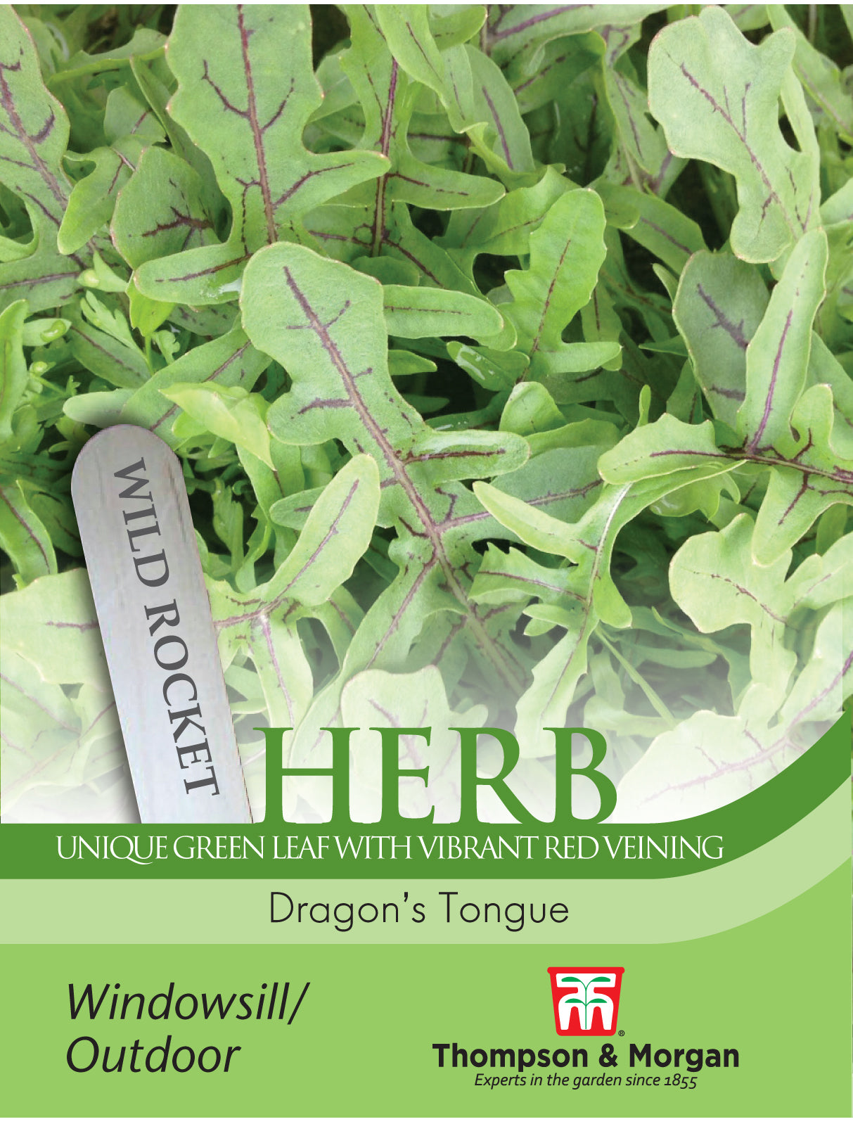 Herb Rocket Dragon's Tongue