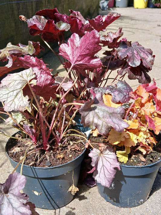 Heuchera Indian Summer in varieties / 1.5ltr-Easy Garden Centre