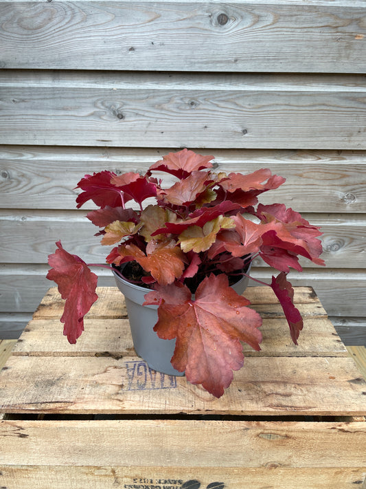 Heuchera