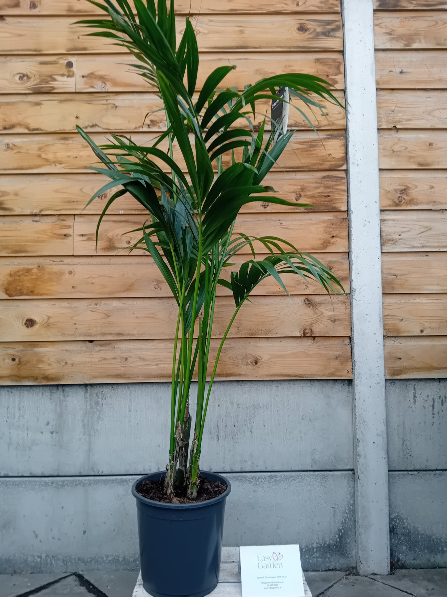 Howea forsteriana / P24 / 140 CM-Easy Garden Centre
