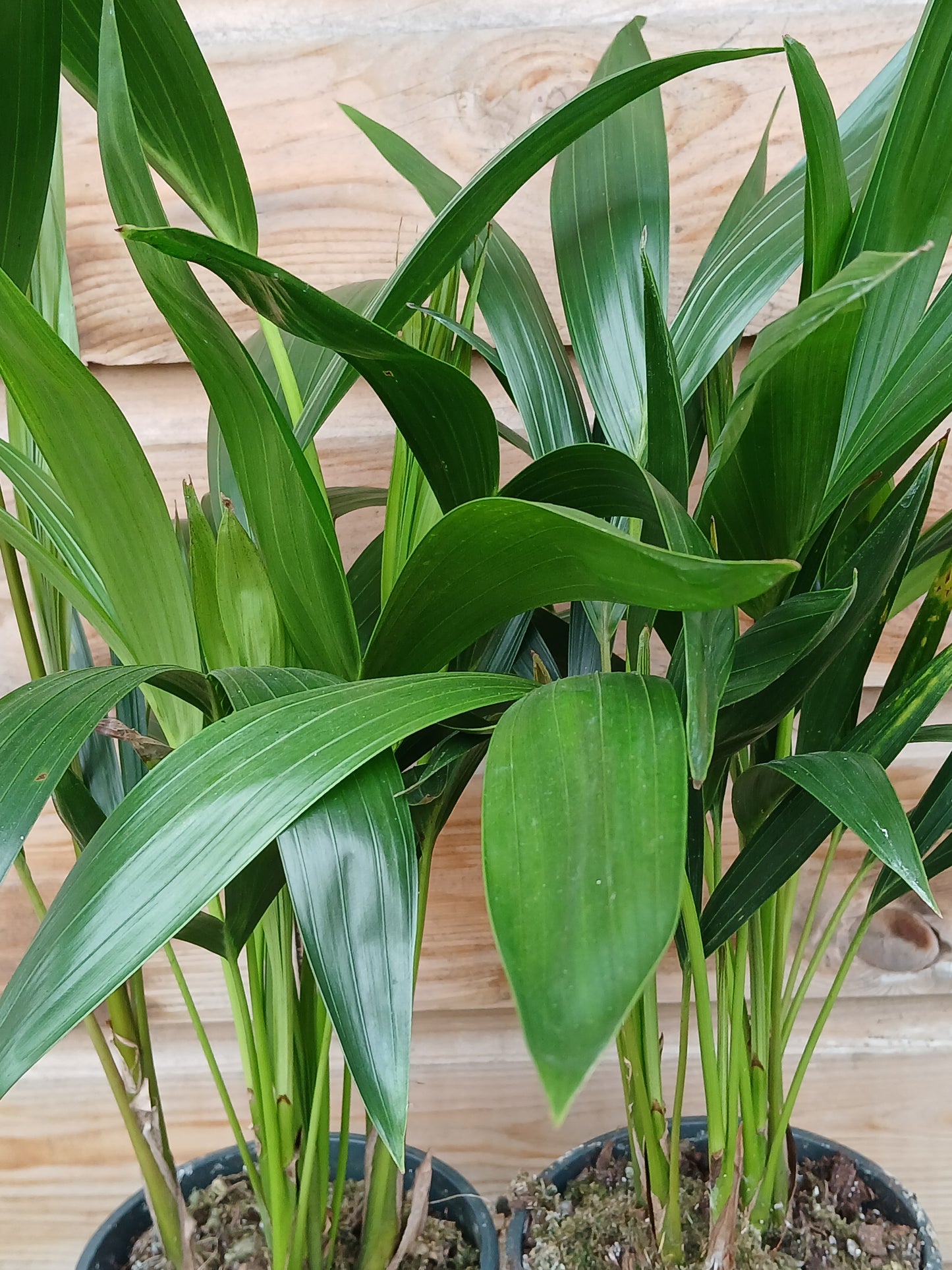 Howea forsteriana(ASP) / P13-Easy Garden Centre