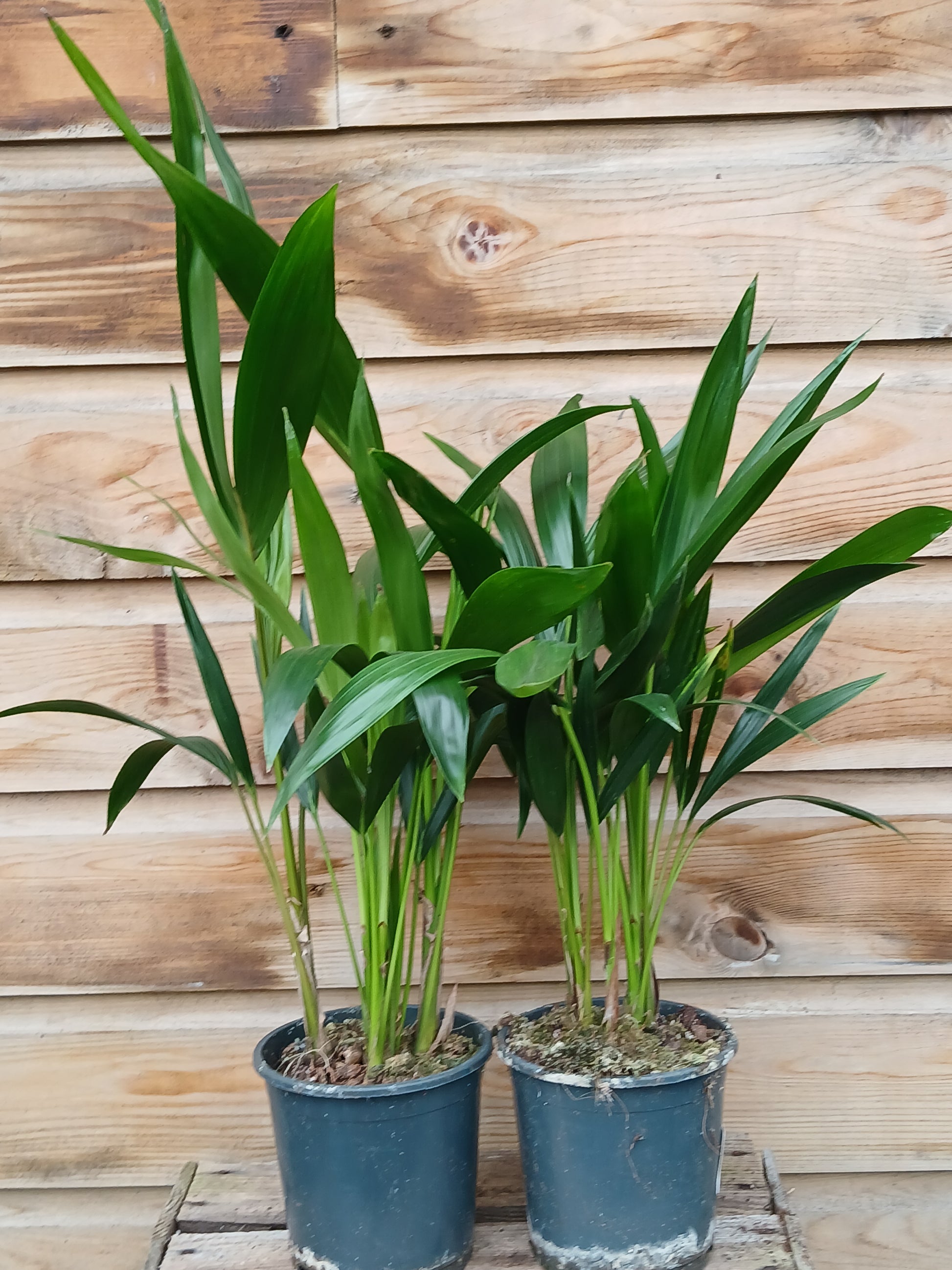 Howea forsteriana(ASP) / P13-Easy Garden Centre