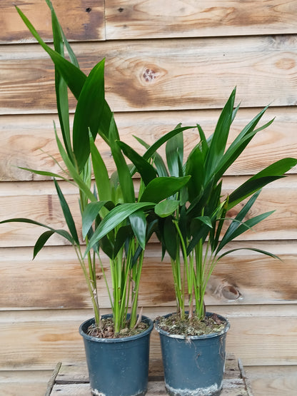 Howea forsteriana(ASP) / P13-Easy Garden Centre