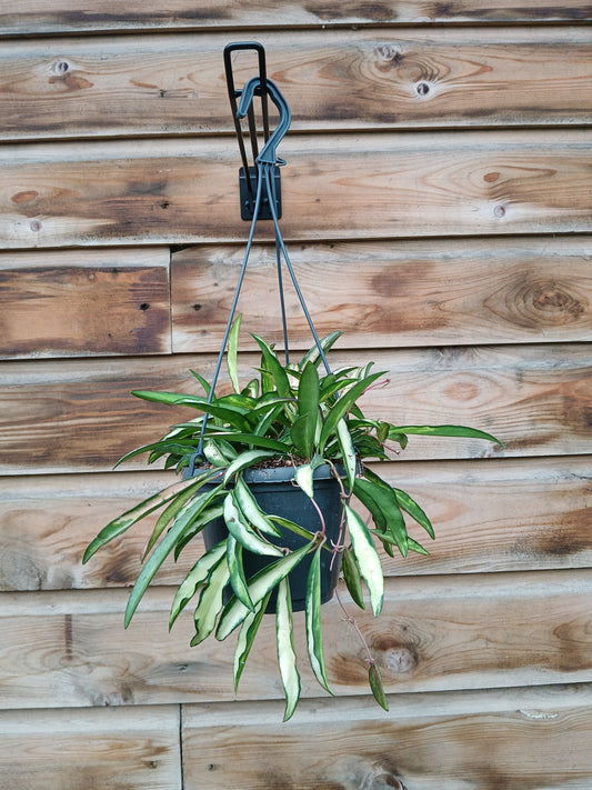 Hoya 'Wayetti Tricolor' / P14, hanging pot-Easy Garden Centre