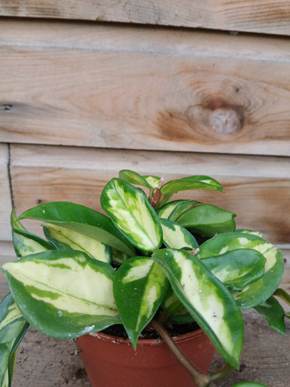 Hoya carnosa mix / P12-Easy Garden Centre