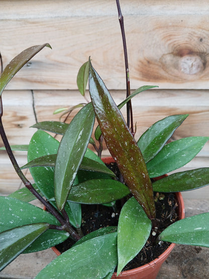 Hoya carnosa mix / P12-Easy Garden Centre