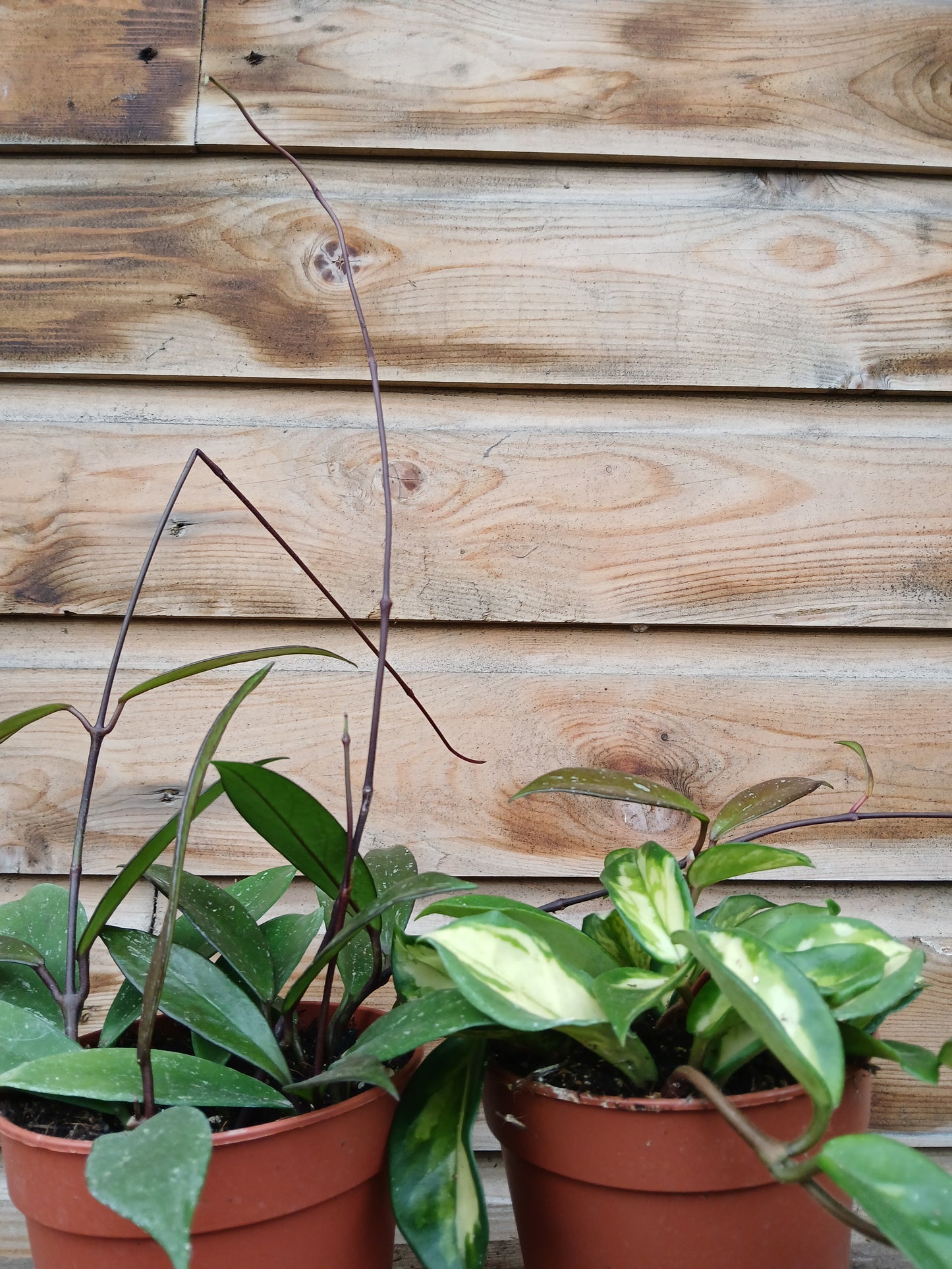 Hoya carnosa mix / P12-Easy Garden Centre