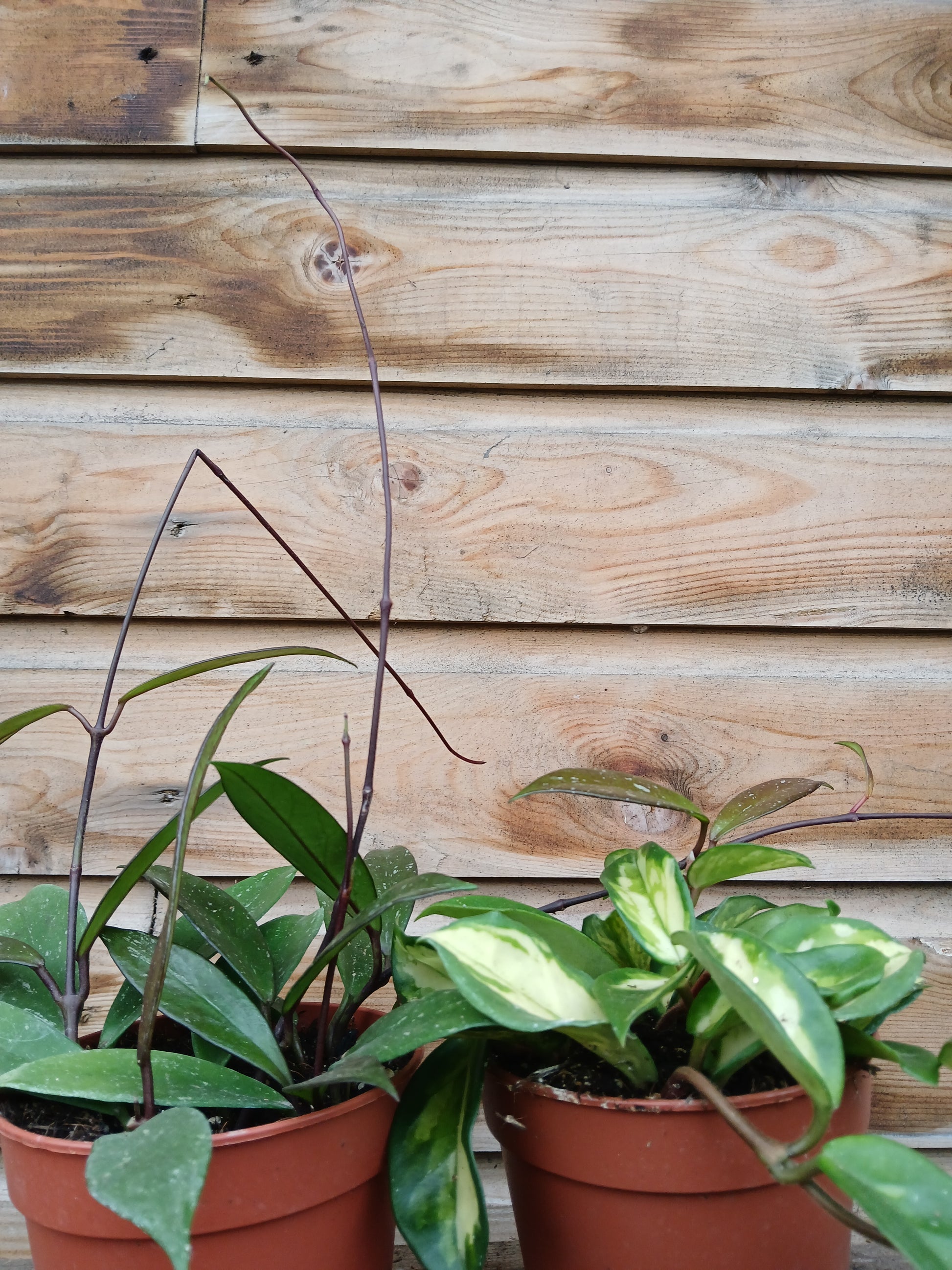 Hoya carnosa mix / P12-Easy Garden Centre