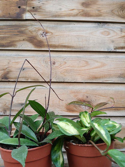 Hoya carnosa mix / P12-Easy Garden Centre