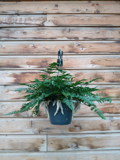 Humata tyermannii / P18, hanging pot-Easy Garden Centre