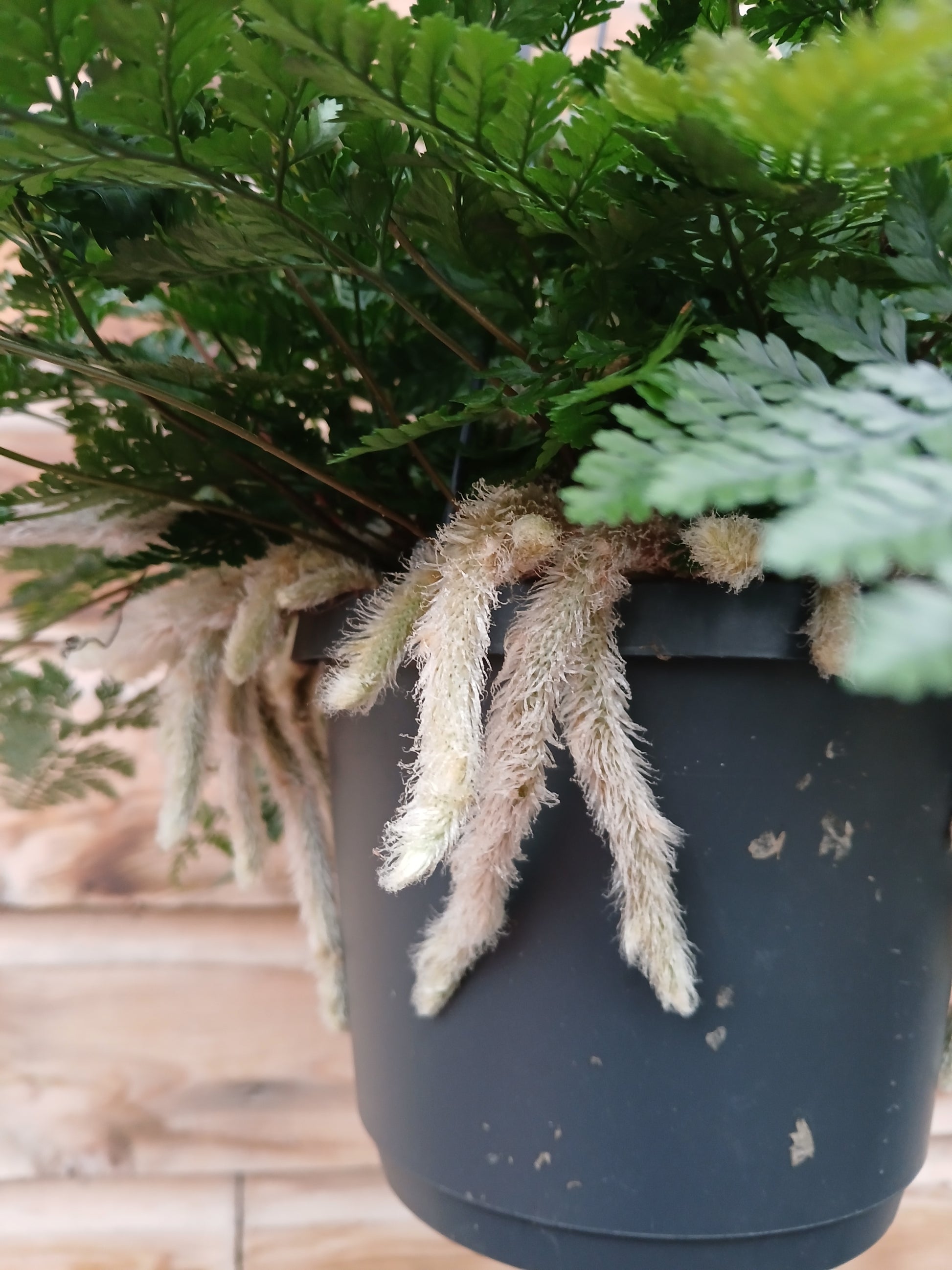 Humata tyermannii / P18, hanging pot-Easy Garden Centre