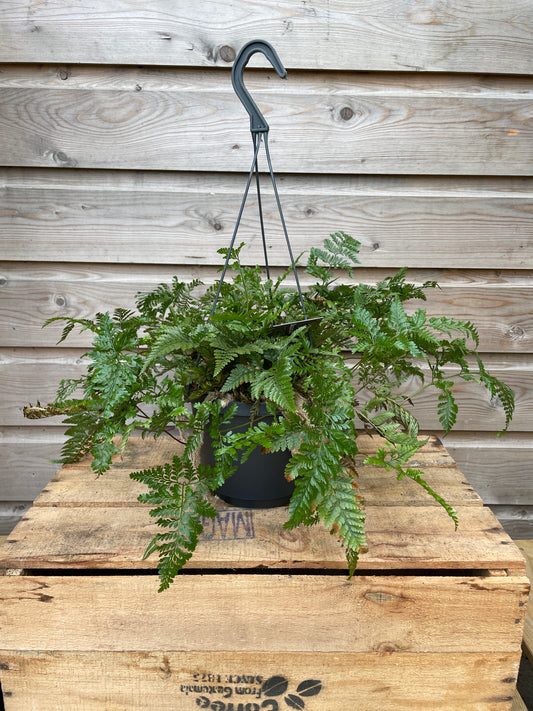 Hanging fern plant on a wooden wall with visible branding.