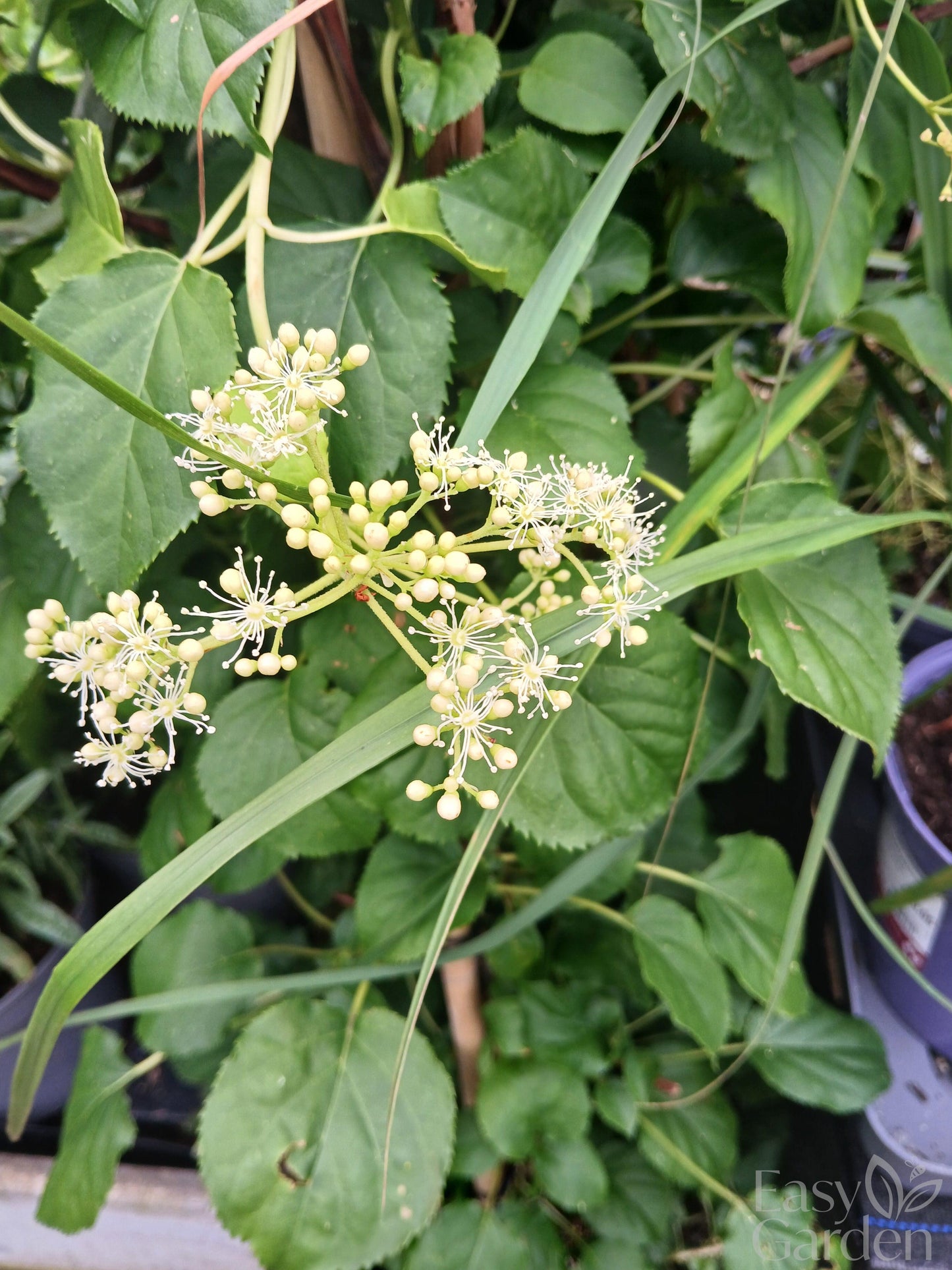 Hydrangea Anomala Petiolaris / C20 - 140cm-Easy Garden Centre