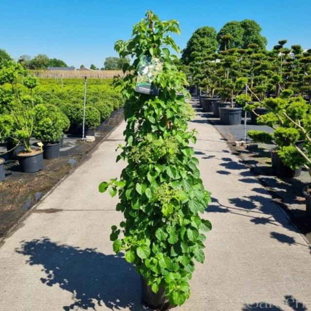 Hydrangea Anomala Petiolaris / C20 - 140cm-Easy Garden Centre