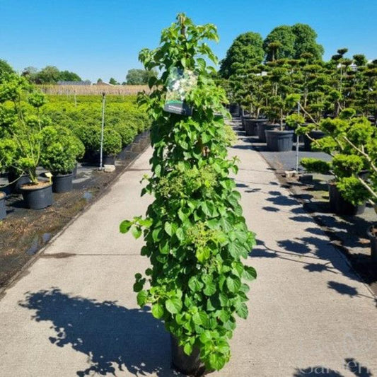 Hydrangea Anomala Petiolaris / C20 - 140cm-Easy Garden Centre