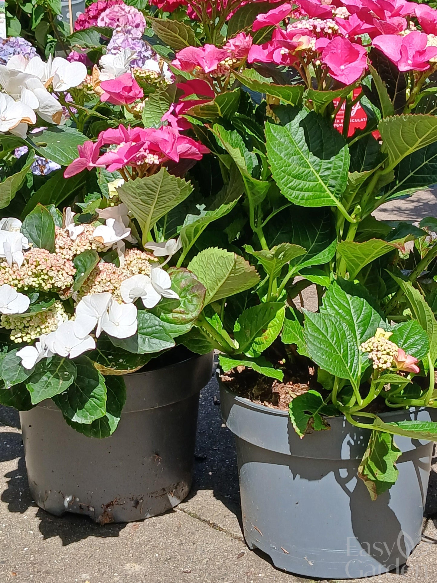 Hydrangea Lacecap / P23 (5 LTR)-Easy Garden Centre