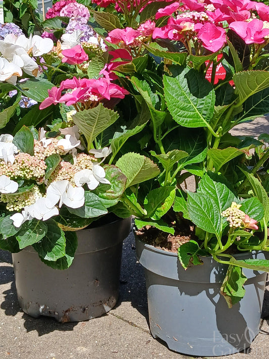 Hydrangea Lacecap / P23 (5 LTR)-Easy Garden Centre