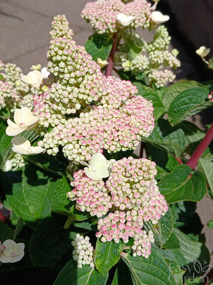Hydrangea Living Infinity P23-Easy Garden Centre